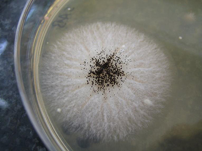 Fungal colony growing on cornmeal agar in a petri dish, showing a white, radial, fuzzy growth pattern with dark spores concentrated at the center.”