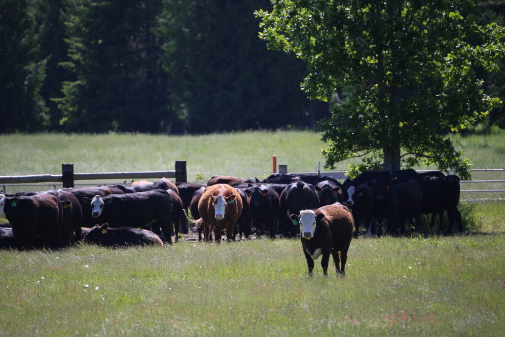 Cattle in prairie.