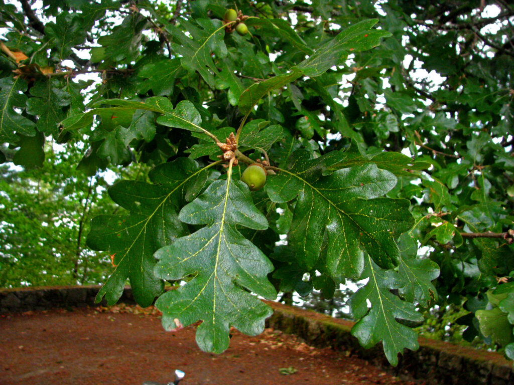 A close-up of an Oregon white oak tree branch including leaves and acorns.