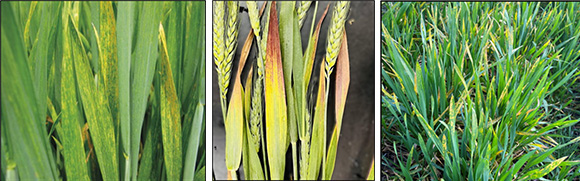 Left image shows wheat with wheat streak mosaic virus symptoms, including the yellow and green leaf mottling. Middle image shows wheat with barley yellow dwarf virus, with symptoms including the streaky yellow, purple, and green leaves. Right image shows wheat with an early infection of stripe rust, with symptoms including the yellow spotting across the surface, intermixed with healthy green.