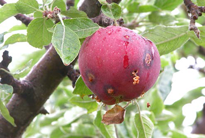 Apple on tree showing codling moth damage with exit holes and granular frass.