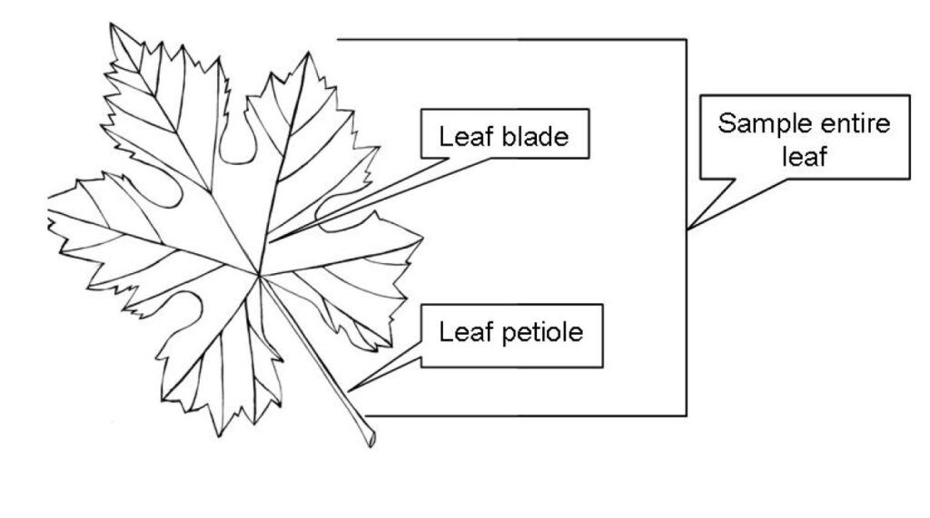 The image is a black-and-white line illustration of a single plant leaf. Callout labels identify two main parts of the leaf: the leaf blade, which includes the broad, flat, lobed portion, and the leaf petiole, the narrow stalk connecting the blade to the stem. A bracket and callout on the right side indicate that the entire leaf—including both the blade and the petiole—should be sampled. The diagram is instructional and intended to show which leaf parts are included when collecting a whole-leaf sample.