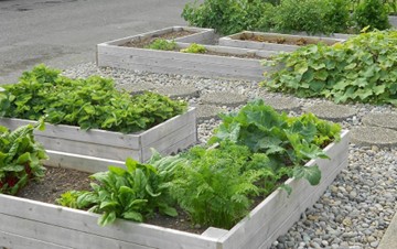 Raised beds framed with wood growing vegetables.