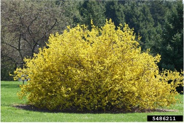 Large forsythia shrub in full bright yellow bloom, indicating the seasonal cue for spring rose pruning.