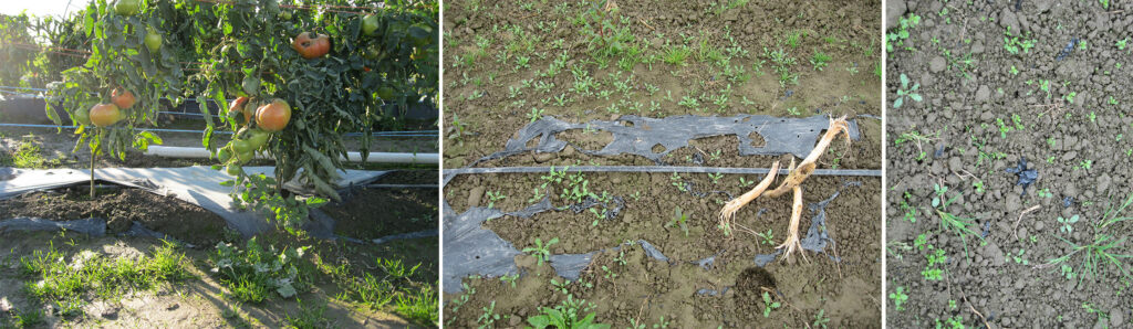 Polybutylene adipate-co-terephthalate based plastic biodegradable plastic mulch in various stages of decomposition. left: before harvest, covering the bases of tomato plants, large holes have appeared in the mulch. center: one year later, remnants of the mulch remain on the surface of the soil. right: nine months post incorporation, small pieces of black mulch remain in the soil.