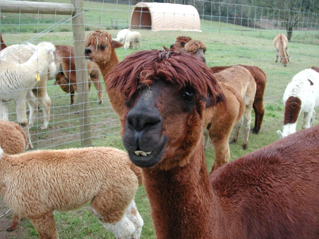 Alpaca in herd within fenced, outdoor enclosure.