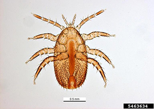 Adult female Tropilaelaps mercedesae mite shown from above.