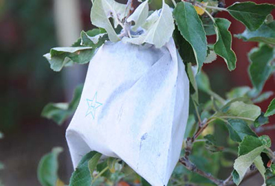 Bagged apple on a tree branch to protect fruit from apple maggot and codling moth.