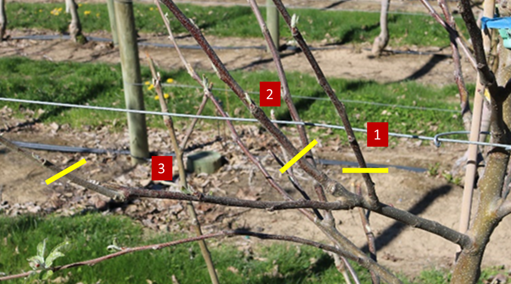 This photograph shows the effect of stubbing on shoot development in WA 38 apple branches. Following the cut, typically three shoots—labeled as shoots 1, 2, and 3—develop from the stub, demonstrating the branch’s capacity for renewal growth after pruning. The image also illustrates potential cutting positions used in a click-pruning style; these positions are indicated by yellow lines. The figure highlights how the location of the cut influences shoot emergence and future branch structure.