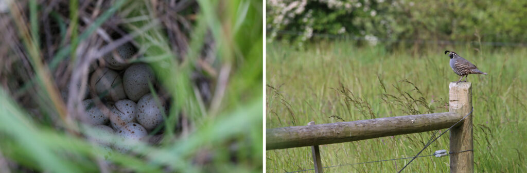 Quail eggs in thick vegetation (left). California quail on fencepost (right).