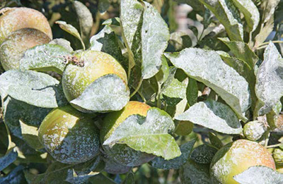 Apples and leaves coated with white kaolin clay spray to deter insect pests.