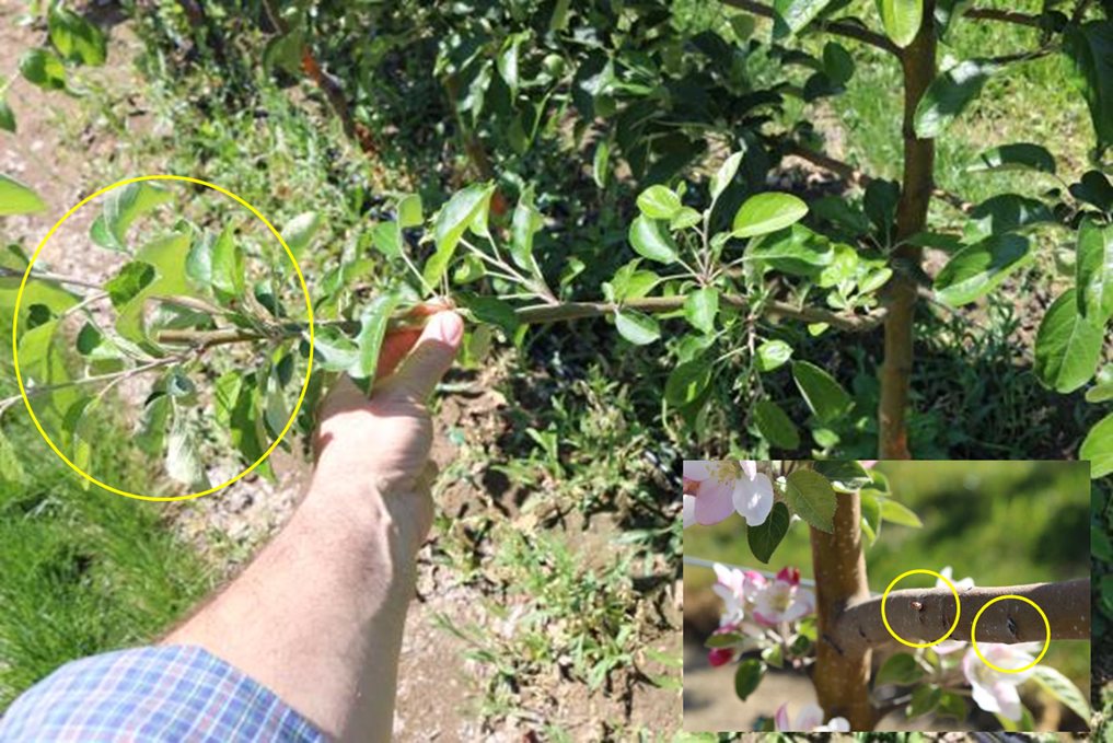 This photograph illustrates the effect of a heading cut applied to a one-year-old WA 38 shoot entering its second growing season. The shoot is oriented at approximately 45 degrees relative to the trunk. Following the heading cut, buds located near the point of insertion on the trunk show increased swelling, indicating enhanced bud activation and potential for new shoot development. The image demonstrates how heading cuts influence the distribution of growth vigor along the shoot, particularly promoting bud growth in proximal positions close to the trunk.