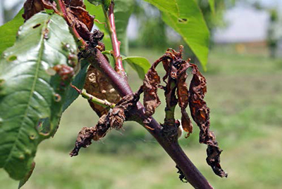 Cherry branch with shriveled, browned leaves and shoots showing brown rot infection.