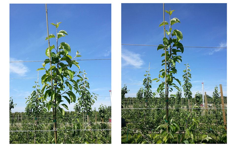 Figure 22 consists of two photographs illustrating the management of vigorous competing shoots at the top of a WA 38 apple tree. The left photograph shows multiple strong shoots competing with the central leader, which can reduce leader dominance and disrupt tree structure. The right photograph shows the same area after these competing shoots have been shortened through pruning. This intervention reduces competition and allows the central leader to grow uninterrupted. The figure demonstrates how selective shortening of vigorous shoots helps maintain proper tree architecture and apical dominance.