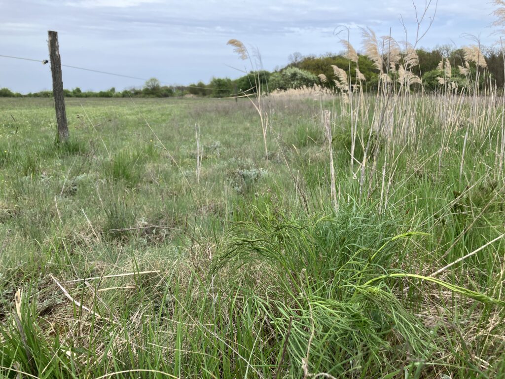 Reed grass in a pasture.