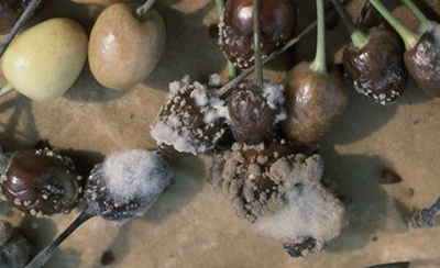 Sweet cherries with brown rot, showing soft decay and gray-white fungal growth.
