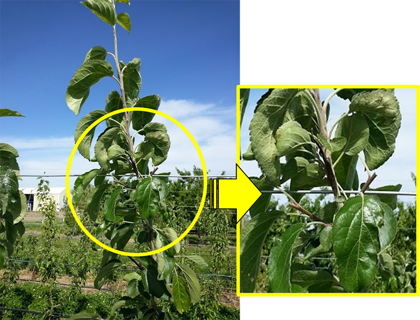 This photograph shows the top of a WA 38 apple tree after vigorous competing shoots have been shortened through pruning. The competing shoots, which would otherwise interfere with the growth and dominance of the central leader, have been shortened to minimize competition. This pruning practice allows the leader to grow uninterrupted, supporting proper tree structure, height control, and long-term canopy development.