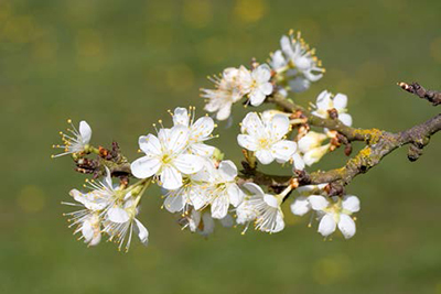 Stone fruit branch in bloom, illustrating the need for full sun and good air circulation.