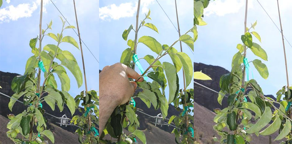 This photograph shows the top of a WA 38 apple tree where vigorous competing shoots have been manually snapped off by hand to promote uninterrupted growth of the central leader. Among the remaining shoots, the straightest and most vertically oriented shoot is selected as the leader tip. This selected leader is then tied to a bamboo support on the trellis system to maintain proper orientation and structural stability. The image illustrates a manual canopy management practice aimed at reinforcing apical dominance and guiding tree architecture.