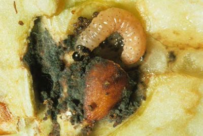 Codling moth larva feeding in an apple near the core, with dark frass and damaged tissue.