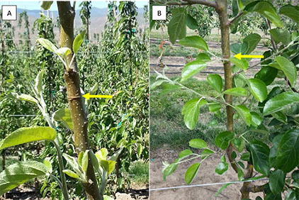 Figure 25 consists of two photographs illustrating the effect of scoring on blind wood development in WA 38 apple trees. Panel A shows a scored cut through the trunk, disrupting normal phloem continuity. Panel B shows the resulting response below the cut, where new leaves or shoots are emerging. This response is attributed to the interruption of auxin flow in the phloem caused by scoring, which reduces apical dominance and promotes bud activation in previously blind wood areas. The figure demonstrates how scoring can stimulate vegetative growth below the cut and partially mitigate blind wood formation.
