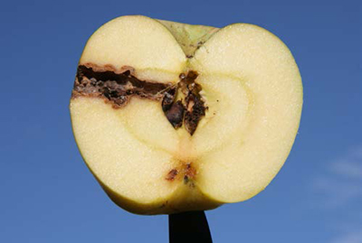 Cut apple showing codling moth damage confined to one section near the core.