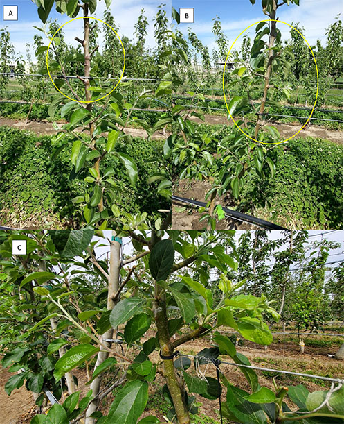 Figure 26 consists of three photographs (panels A–C) illustrating the effect of stub length on shoot regeneration in WA 38 apple branches. Panel A shows short stubs that have become extinct, highlighted within a yellow circle, indicating loss of bud viability and no new shoot development. Panel B shows longer stubs that have successfully produced at least one new shoot, demonstrating maintained renewal potential. Panel C shows branches uniformly stubbed to approximately four inches in length, a pruning practice that promotes consistent shoot formation across branches. Together, the panels illustrate how retaining sufficient stub length supports bud survival and shoot regeneration, whereas excessively short stubs increase the risk of extinction.