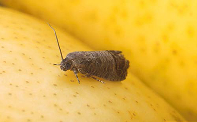 Adult codling moth perched on the surface of a yellow apple.