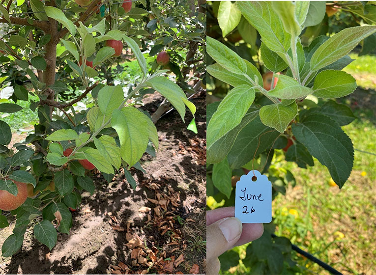 This photograph shows vegetative regrowth on WA 38 apple trees following summer pruning carried out on June 26 in Prosser, Washington. New shoots and leaves are visible emerging from pruned areas, indicating an active vegetative response to pruning during the growing season. The image illustrates how summer pruning can stimulate regrowth and influence canopy development by promoting new vegetative growth later in the season.