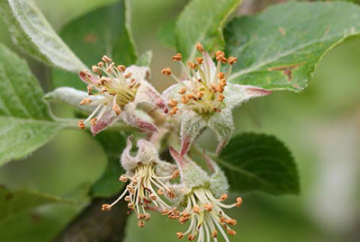 Apple blossoms at petal fall stage, with spent petals and exposed stamens on a leafy branch.