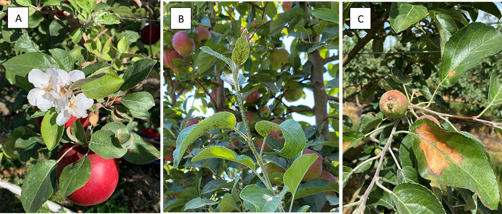 Figure 28 consists of three photographs (panels A–C) illustrating possible negative effects of summer pruning in WA 38 apple trees. Panel A shows secondary bloom occurring after summer pruning, indicating a disruption of expected reproductive timing. Panel B shows vegetative regrowth, which is more susceptible to aphid infestation, highlighting the increased pest vulnerability of newly formed tissues. Panel C shows leaf damage caused by sudden exposure to direct sunlight; the affected leaves were not acclimated to high-light conditions following pruning, resulting in visible injury. Together, the panels illustrate how summer pruning, while useful for canopy management, can also lead to unintended physiological, pest-related, and environmental stress responses.