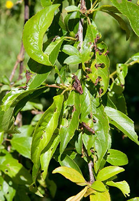 Plum leaves with Coryneum blight showing small dark spots and shot-hole damage.