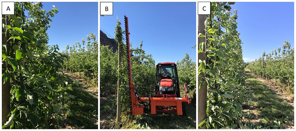 Figure 29 consists of three photographs (panels A–C) documenting mechanical summer pruning of third-leaf WA 38 top-worked apple trees in Rock Island, Washington. Panel A shows the trees before summer pruning, with fully developed canopies. Panel B shows the pruning process in progress, with a hedge machine actively cutting the canopy during summer pruning. Panel C shows the trees after mechanical pruning, illustrating the resulting canopy structure following removal of excess vegetative growth. Together, the panels illustrate the sequence and immediate structural effects of mechanical summer pruning on young, top-worked WA 38 trees.