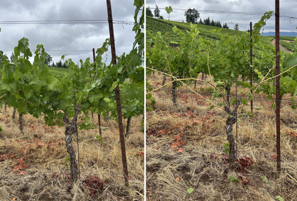A grapevine with a few shoots and leaves (left photo). The same grapevine as the left photo where all of the leaves have been removed and only four bare shoots remain (right photo).