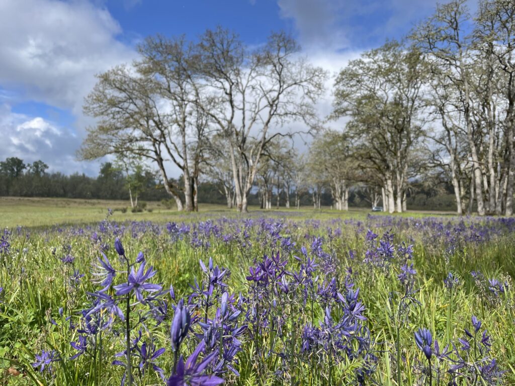 Prairie-oak grassland with purple flowers in foreground.