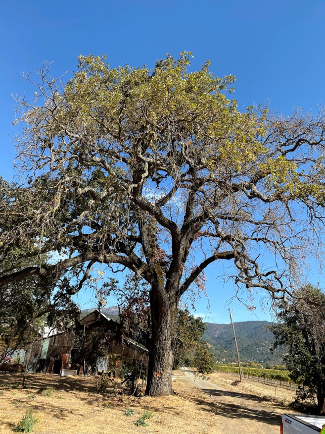 A large valley oak tree in a field with some branch dieback.