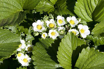 Healthy June-bearing strawberry plants with abundant white flowers and green leaves, undamaged by frost.