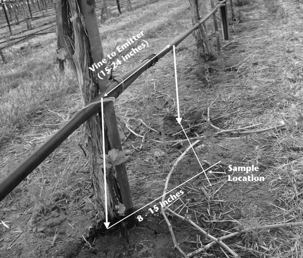 Black-and-white photo of a vineyard row showing a drip irrigation line attached to a vine trunk, with arrows indicating distances from the vine to the emitter and from the emitter to a soil sampling location.