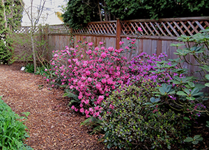 Wood chip mulch covering a garden bed and path beneath shrubs along a backyard fence.