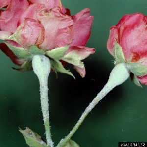 Rose buds and stems covered with a white, powdery fungal coating, showing symptoms of powdery mildew.”