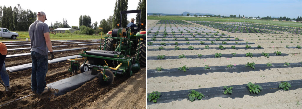 Left photo: a researcher rides a tractor laying black plastic biodegradable mulch in the field. two other researchers assist and supervise the process. Right photo: a field with rows of small pumpkin plants covered with black plastic biodegradable mulch, two weeks after transplanting.