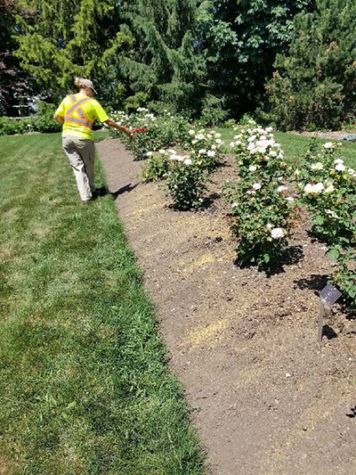 Worker spreading corn gluten meal across a bare ornamental bed planted with blooming rose bushes in a landscaped garden.