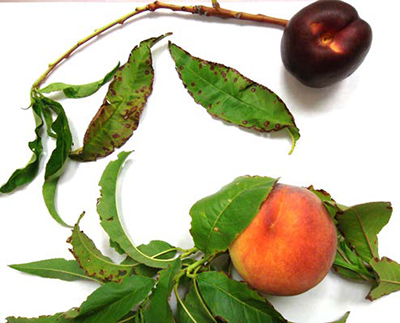 Plum and peach leaves and fruit showing Coryneum blight spots and shot-hole damage.