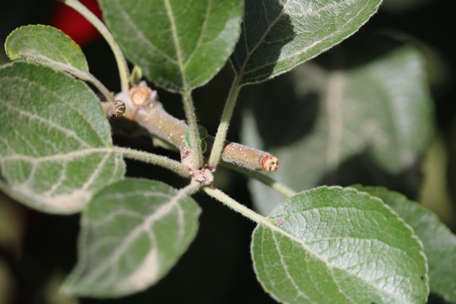 This photograph illustrates the effect of mechanical summer pruning performed in early July on flower bud response in WA 38 apple trees. Following pruning, flower buds along the shoots show a visible response in their development, indicating that mechanical removal of vegetative growth during mid-summer can influence floral differentiation or bud status for the subsequent season. The image highlights the relationship between pruning timing and flower bud behavior in WA 38.