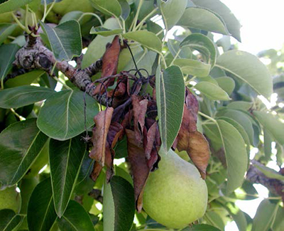 Pear shoot with fire blight, showing blackened leaves and a dead flower cluster remaining on the branch.