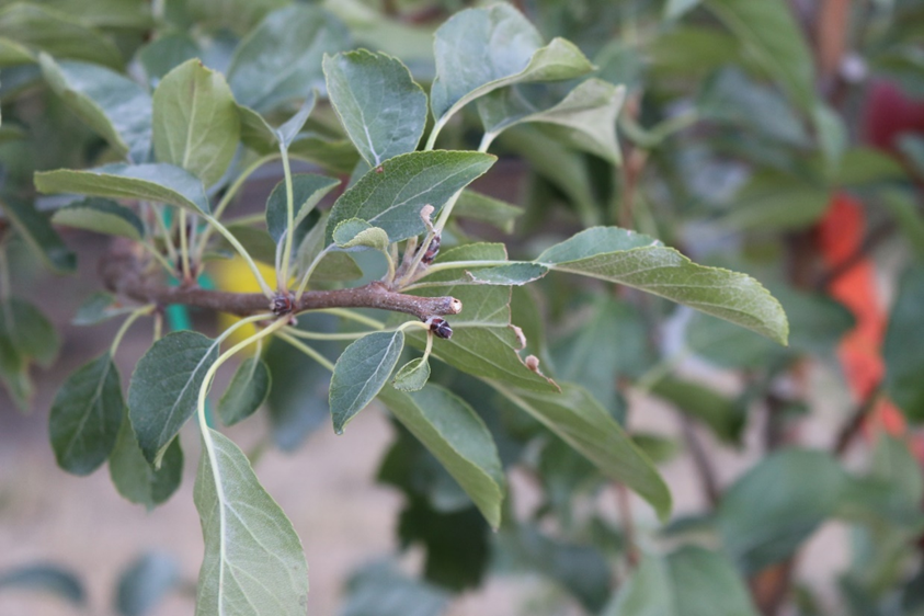 This photograph illustrates the effect of mechanical summer pruning on flower bud formation in WA 38 apple trees. Following summer pruning, differences in flower bud presence and development are visible along the shoots, indicating that mechanical removal of vegetative growth can influence floral initiation and bud formation for the subsequent growing season. The image emphasizes the role of summer pruning practices in shaping reproductive potential and return bloom in WA 38.
