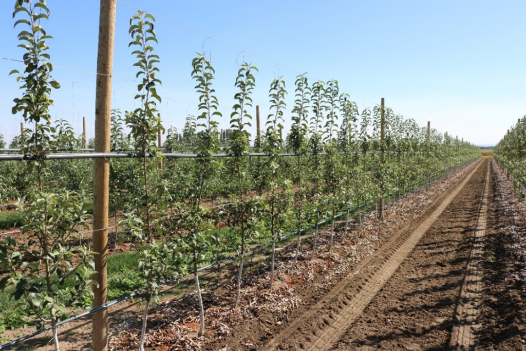This photograph shows first-leaf WA 38 apple trees grafted on M.9-T337 rootstock, trained to a spindle system and subjected to summer pruning. The young trees exhibit early canopy structure shaped by both training and pruning practices during their establishment year. The image illustrates how summer pruning is applied in first-leaf spindle-trained trees to guide shoot distribution, manage vigor, and support the development of a well-structured canopy early in orchard establishment.