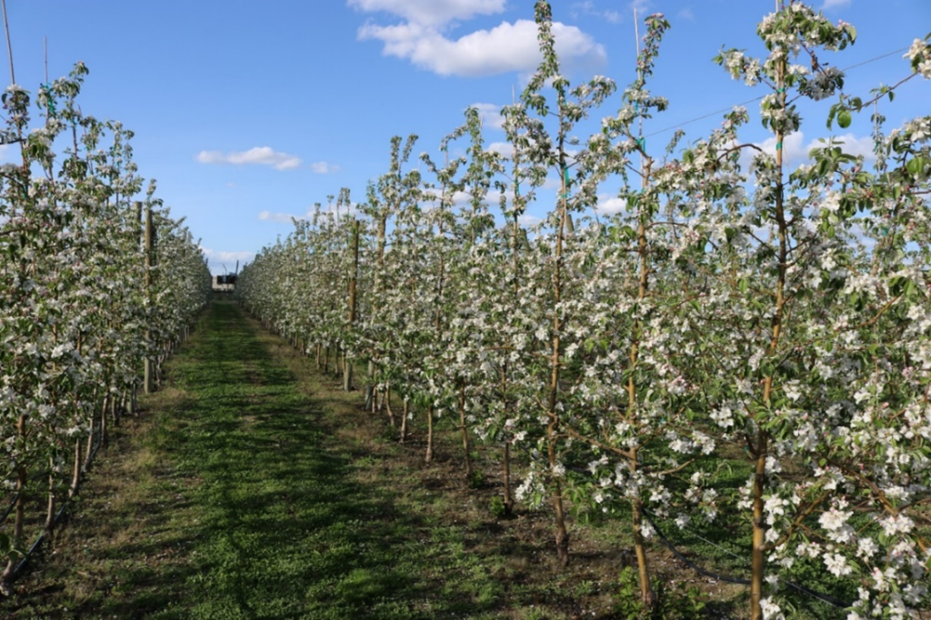 This photograph shows fifth-leaf WA 38 apple trees grafted on M.9-NIC29 rootstock and trained to a slender spindle system during the bloom period in 2017 at Prosser, Washington. The trees exhibit a well-developed canopy structure with flowering distributed along the central leader and lateral branches, reflecting the cumulative effects of training and pruning practices over multiple growing seasons. The image illustrates the mature expression of the slender spindle architecture and its associated flowering pattern in established WA 38 orchards.