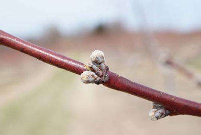 Peach twig with swollen buds, showing early bud swell stage before bloom.