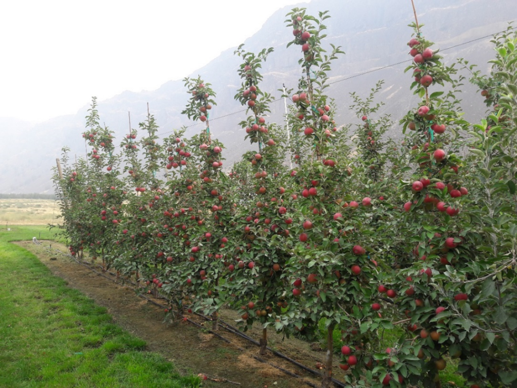 This photograph shows fifth-leaf WA 38 apple trees grafted on M.9-NIC29 rootstock and trained to a slender spindle system at harvest in 2017 at Rock Island, Washington. The trees display a fully developed canopy with fruit distributed along the central leader and lateral branches, reflecting the mature orchard structure achieved through consistent training and pruning practices. The image illustrates fruit load, canopy balance, and overall tree architecture at harvest, highlighting the production characteristics of established WA 38 slender spindle systems.